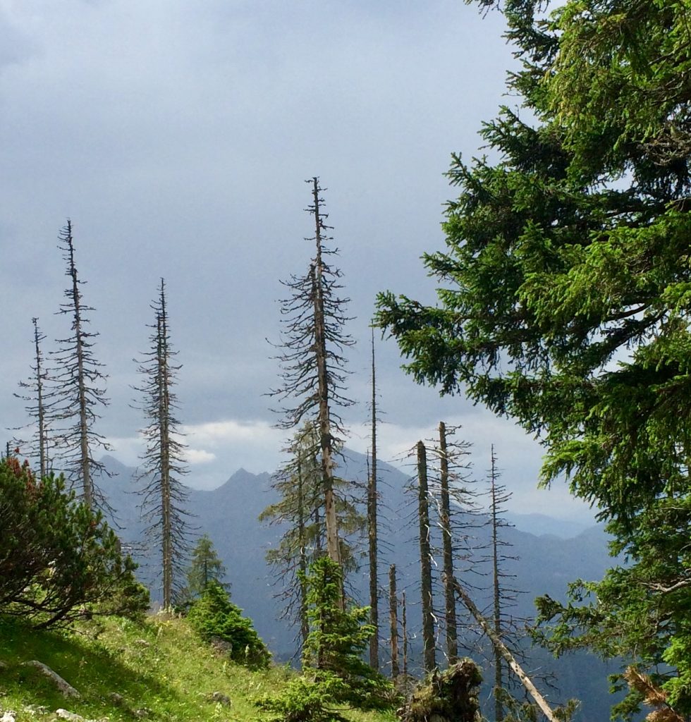 Reputationsrisiken versichern: wie und warum?